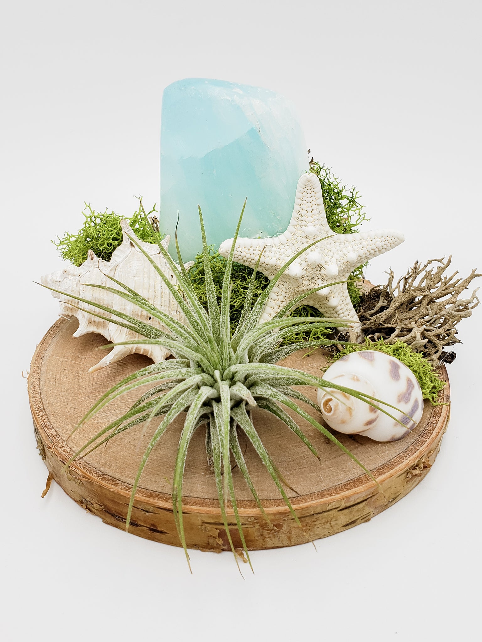 Caribbean Calcite and Air Plant on Wood