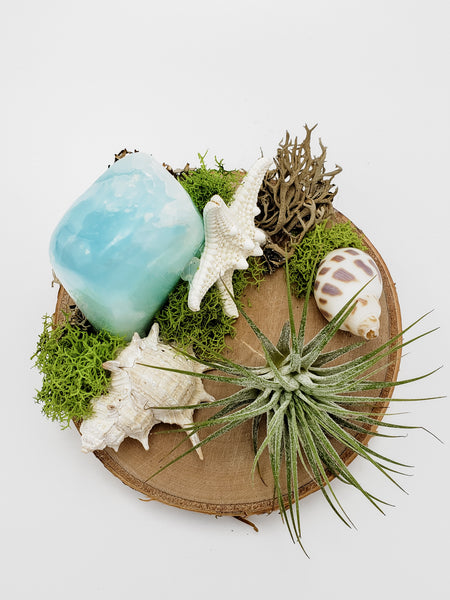 Caribbean Calcite and Air Plant on Wood