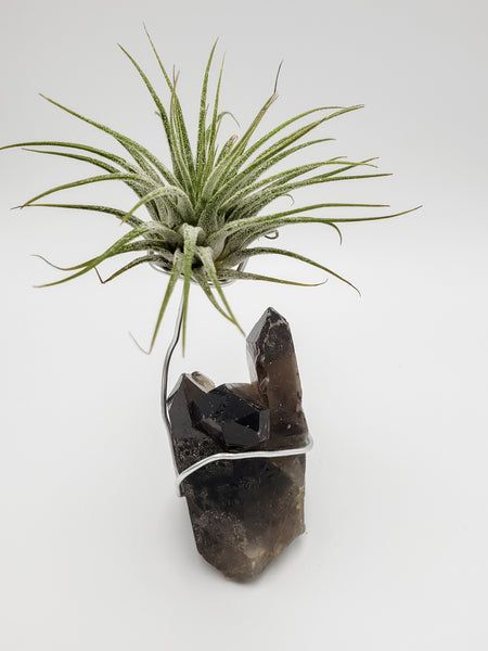 Smokey Quartz and Air Plant