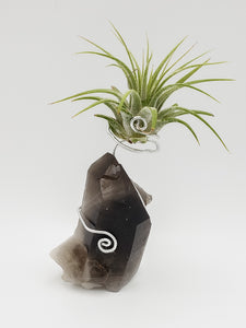 Smokey Quartz and Air Plant