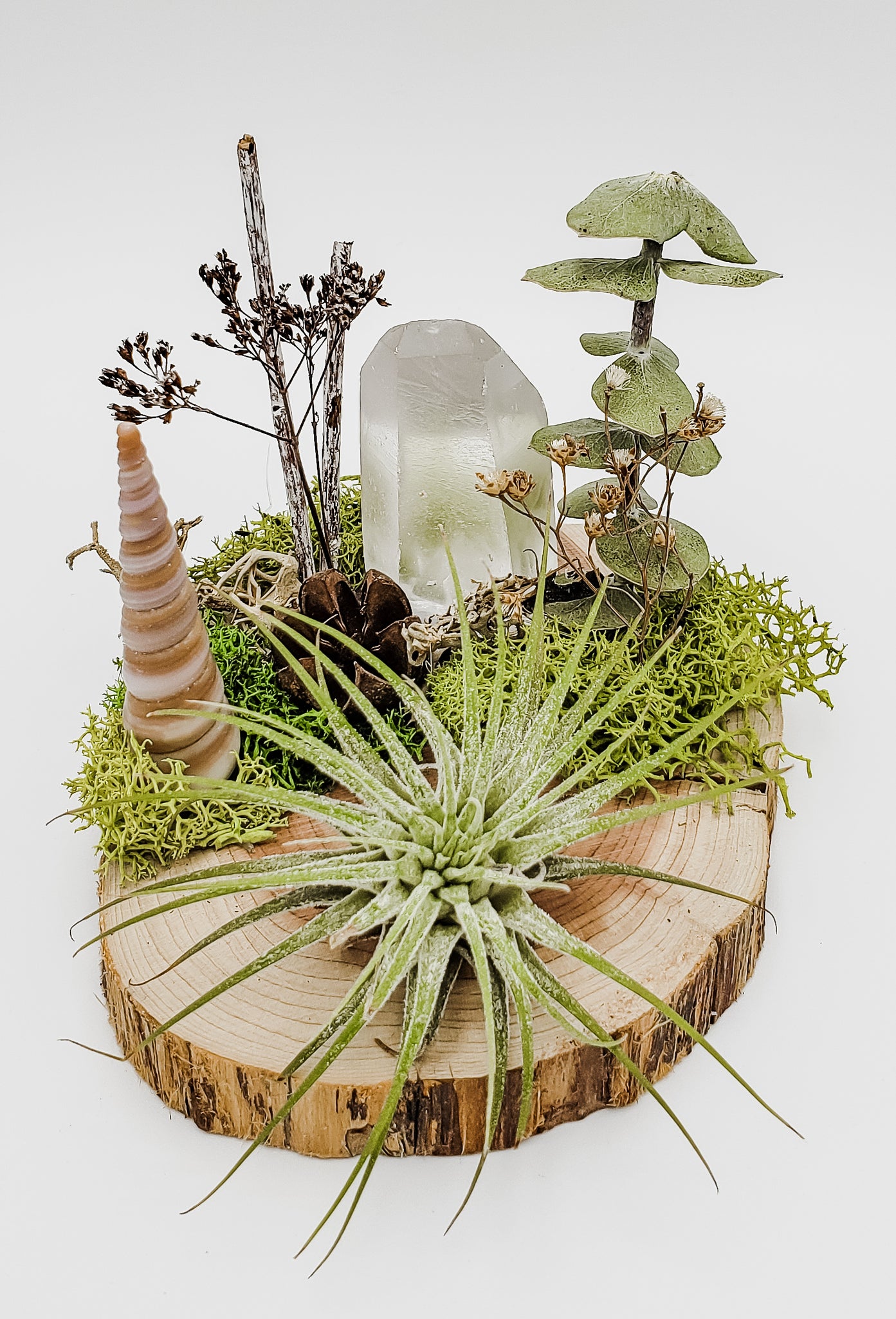 Lemurian and Air Plant on Wood Coaster