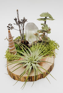 Lemurian and Air Plant on Wood Coaster