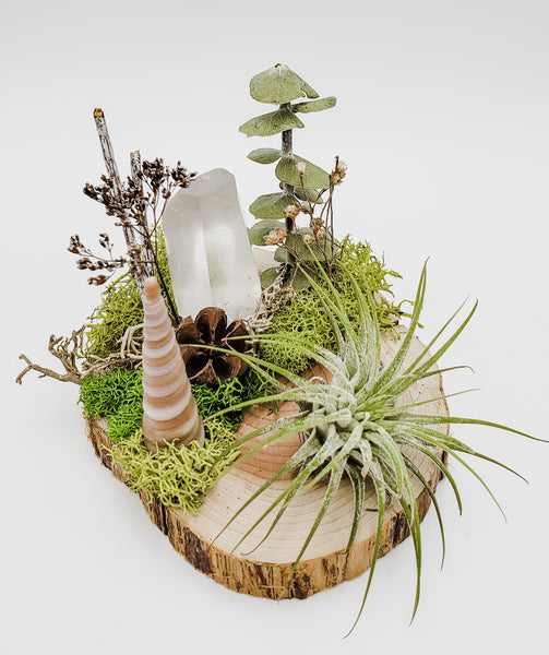 Lemurian and Air Plant on Wood Coaster