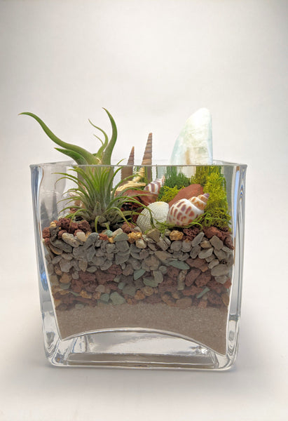 Caribbean Calcite Cube Terrarium