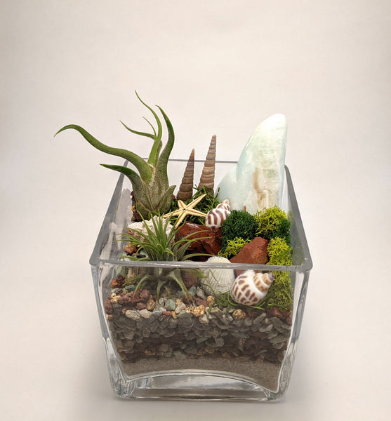 Caribbean Calcite Cube Terrarium
