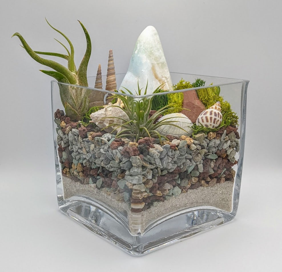 Caribbean Calcite Cube Terrarium