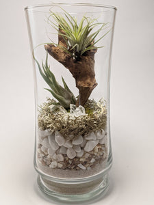 Clear Quartz and Driftwood Terrarium